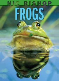 frogs